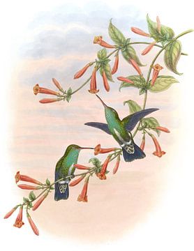Riverine Emerald, John Gould van Hummingbirds