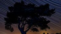 Pinetree at night