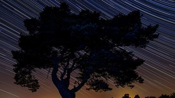 Pinetree at night von Patrick Mortko