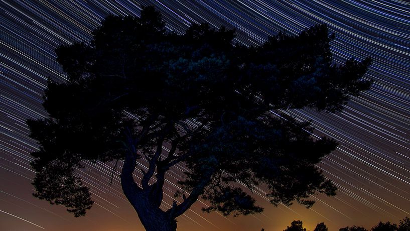 Pinetree at night by Patrick Mortko