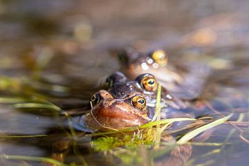 3 mating frogs in a row in the water of the oostvaardersplassen by John Ozguc