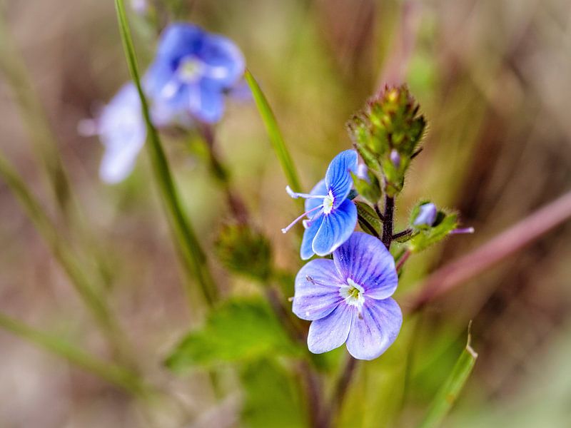 Ehrenpreis von Rob Boon