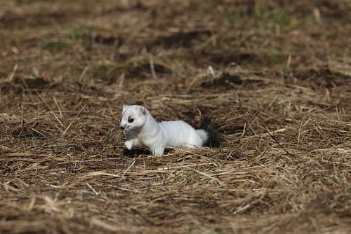Hermelijn (Mustela erminea) Duitsland