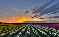 Sonnenuntergang über Tulpenfeld von Ans Bastiaanssen Miniaturansicht