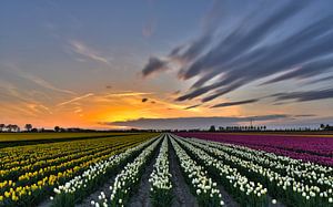 Zonsondergang boven tulpenveld van Ans Bastiaanssen