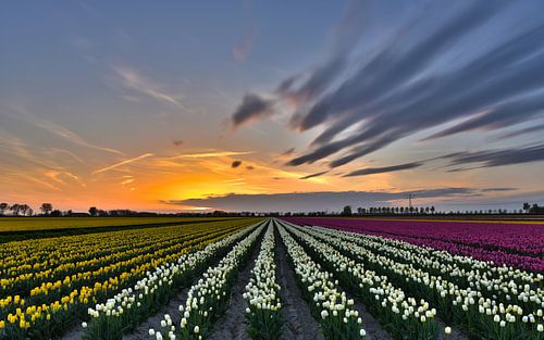 Sonnenuntergang über Tulpenfeld von Ans Bastiaanssen