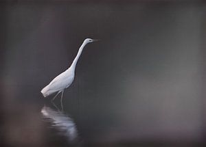 Aigrette sur fond noir mat.