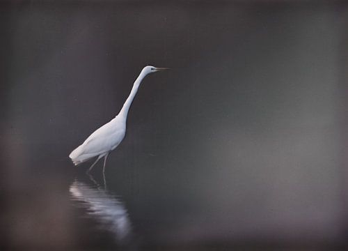 Zilverreiger met zwart matte achtergrond.