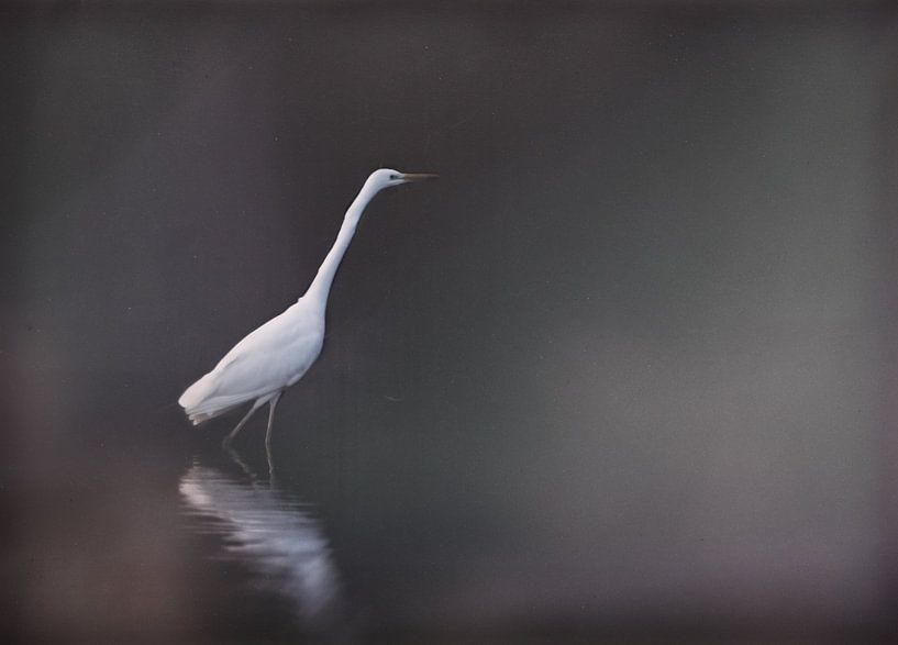 Egret with black matte background. by natascha verbij