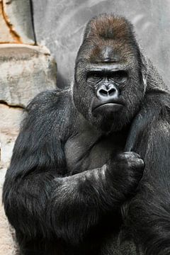 Portret van een krachtige dominante mannelijke gorilla (fysionomie), strak gezicht en krachtige arm.