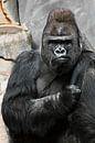 Portret van een krachtige dominante mannelijke gorilla (fysionomie), strak gezicht en krachtige arm. van Michael Semenov thumbnail