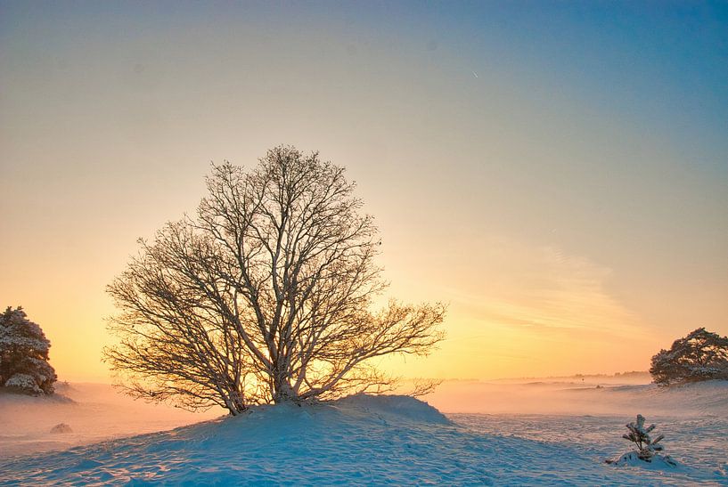 What a beautiful moment this was on the Kootwijkerzand by Natuurpracht   Kees Doornenbal