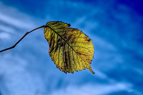 Feuille en automne