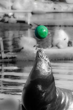 Zeehond met groene bal.