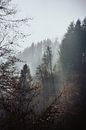 Nature by Meike Huibers thumbnail
