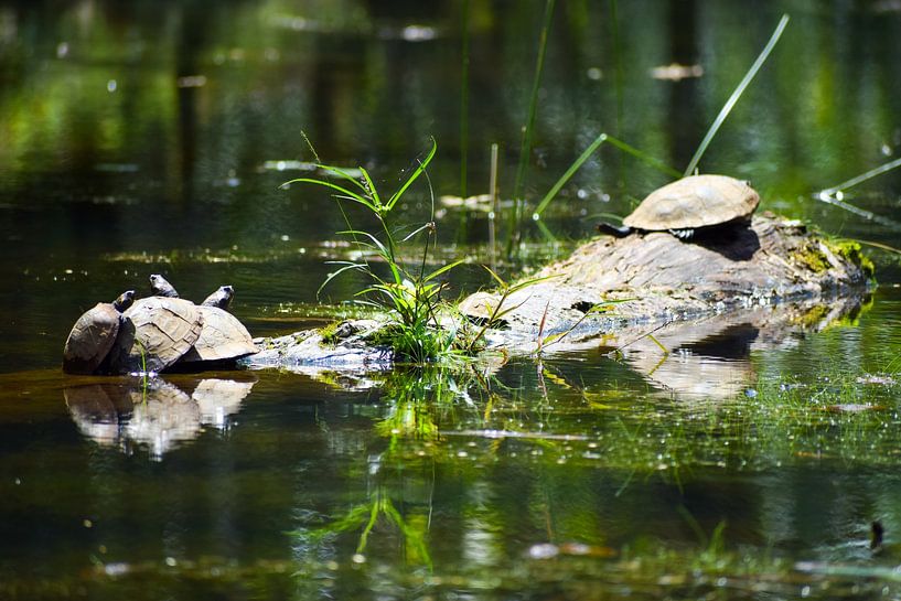 Turtle by Roy van Veen