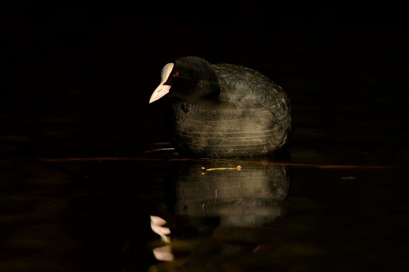 Meerkoet onder de juiste lichtomstandigheden van Remco Van Daalen