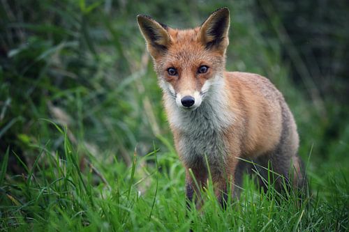 curious fox