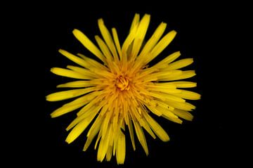 Bloemen van Rick Biermans