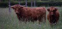 Schotse Hooglander