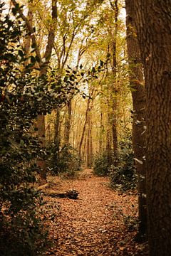 Forest trail by Colin van der Bel
