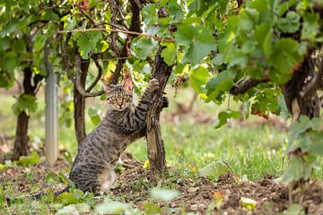 Tabby Cat à Wineyard sur VIDEOMUNDUM