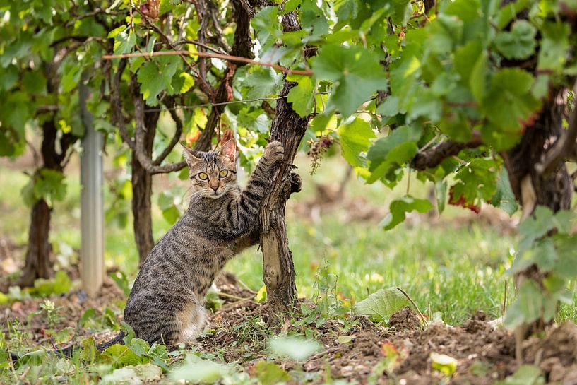 Tabby Cat in Wineyard by VIDEOMUNDUM