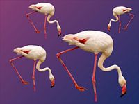 175. Flamingo’s