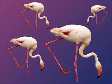 175. Flamingo’s