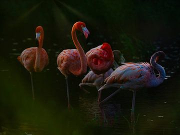 Flamingo's in avondlicht van Machiel Zwarts