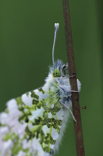 Orange Spitze Spitze von Nienke Castelijns
