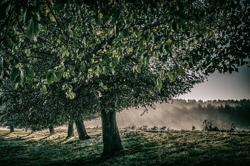 ochtend licht, morning light,Morgenlicht, lumière du matin