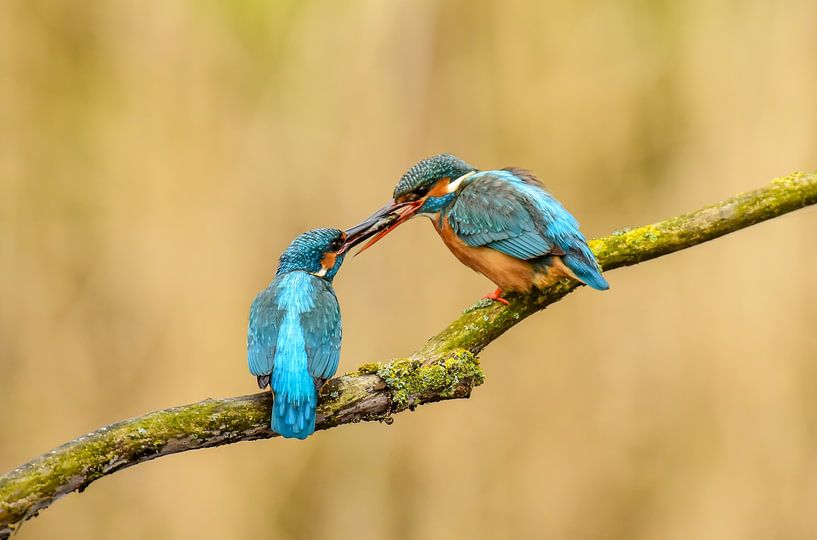 ijsvogel overdracht van visje voor dat de paring plaats vindt van Harry Punter