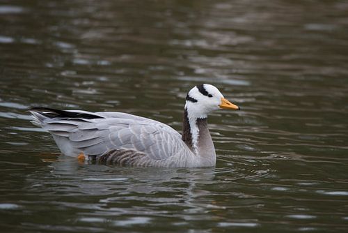Indische gans