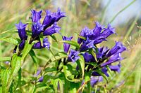 Schwalbenwurz-Enzian in voller Blüte