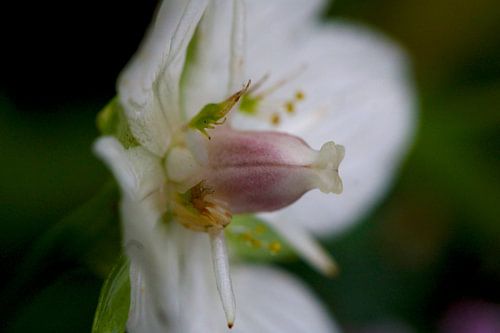 Bloem vanuit ander perspectief