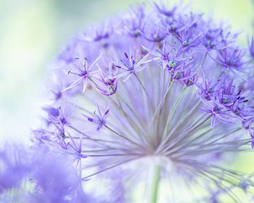 Allium van John Goossens Photography