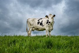 The Dutch Cow by Mark de Weger