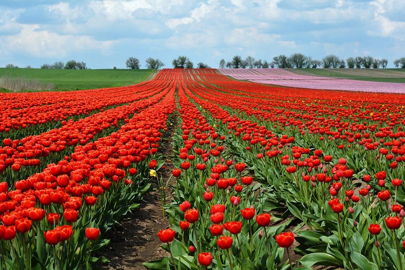 blooming tulips in spring on a tulip field by Heiko Kueverling