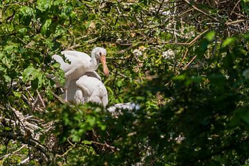 Nest met jonge Lepelaar van Merijn Loch