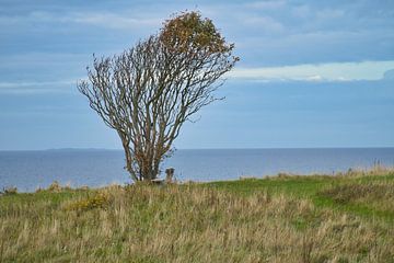 Tree bent by the wind on a cliff by the sea. by Martin Köbsch