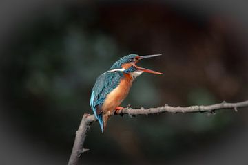 "May I have your attention" by Aniet Janssen