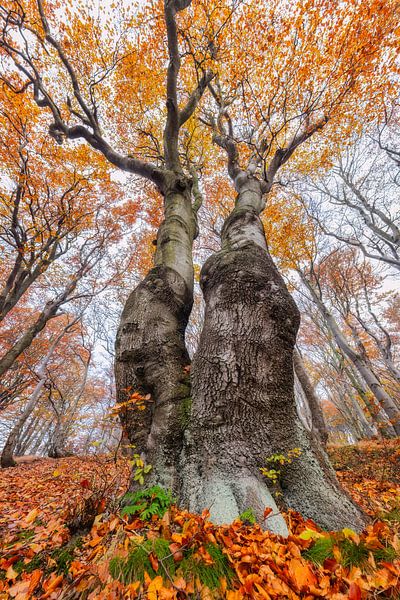 Together by Daniela Beyer