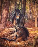 Exmoor Ponies