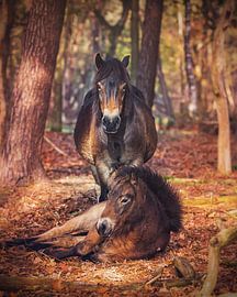 Exmoor Ponies by Marcel Bakker