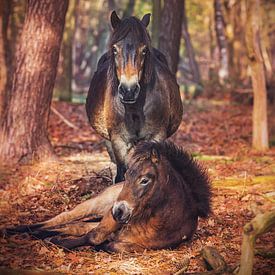 Exmoor-Ponys von Marcel Bakker