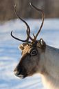 Rendier in de sneeuw tijdens de winter in Noord Noorwegen van Sjoerd van der Wal Fotografie thumbnail