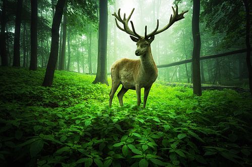 Großer Hirsch im grünen Zauberwald