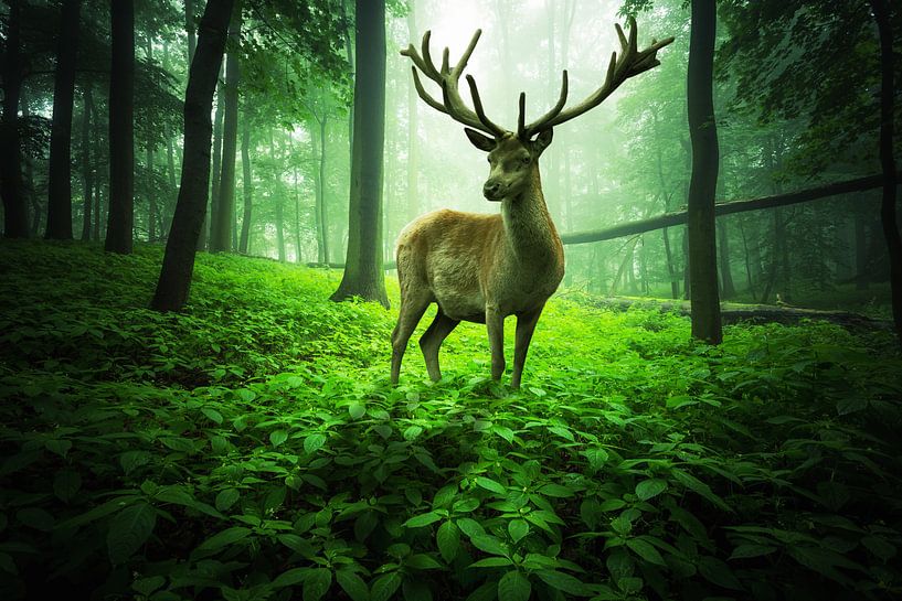 Großer Hirsch im grünen Zauberwald von Oliver Henze