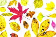 Buntes Herbstlaub mit weißem Hintergrund von Carola Schellekens Miniaturansicht